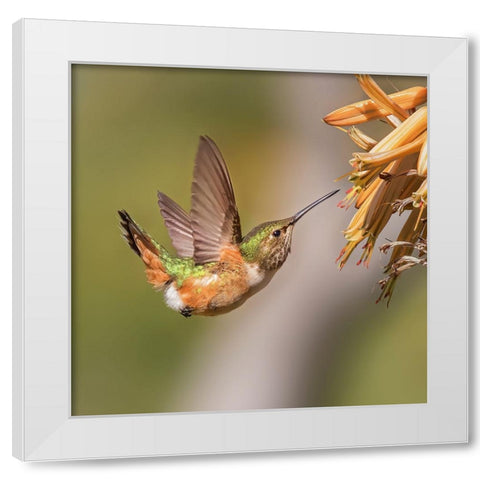 Hummingbird White Modern Wood Framed Art Print by Ji, Shirley
