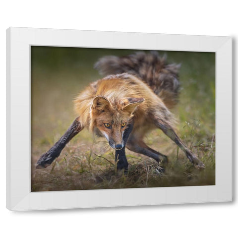 Ready To Fight White Modern Wood Framed Art Print by Hu, Mei