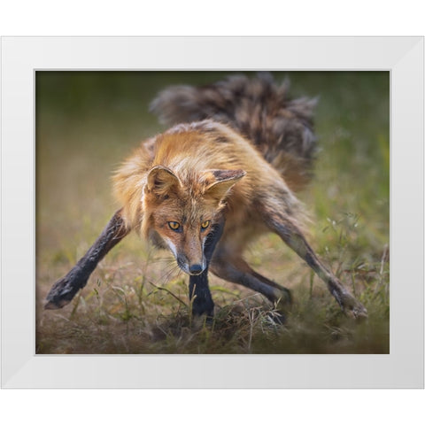 Ready To Fight White Modern Wood Framed Art Print by Hu, Mei
