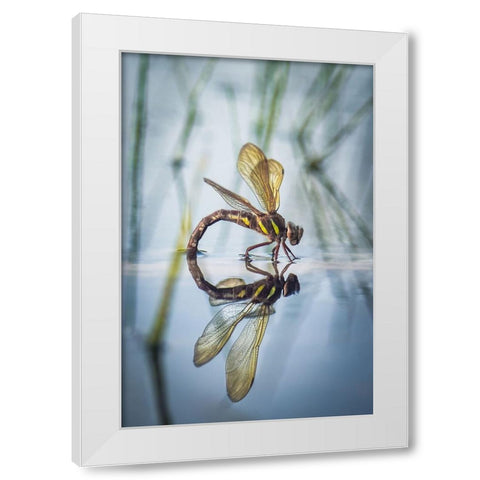 Brown Hawker-Aeshna Grandis (Linnaeus-1758) White Modern Wood Framed Art Print by Bykanova, Victoria