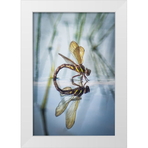 Brown Hawker-Aeshna Grandis (Linnaeus-1758) White Modern Wood Framed Art Print by Bykanova, Victoria