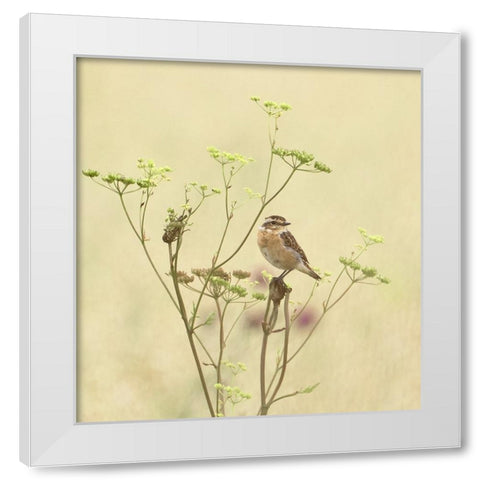 Whinchat White Modern Wood Framed Art Print by Puum, Mati