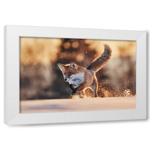 Snowy Sunset With Red Fox White Modern Wood Framed Art Print by Furch, Lukas