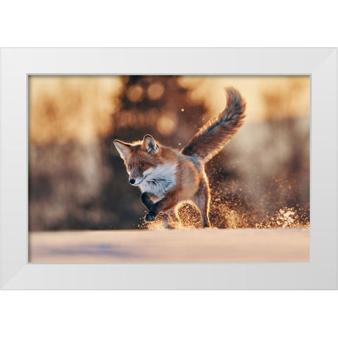 Snowy Sunset With Red Fox White Modern Wood Framed Art Print by Furch, Lukas