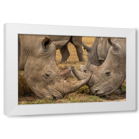 White Rhinos Close Up White Modern Wood Framed Art Print by Ratna Prem, Venkata