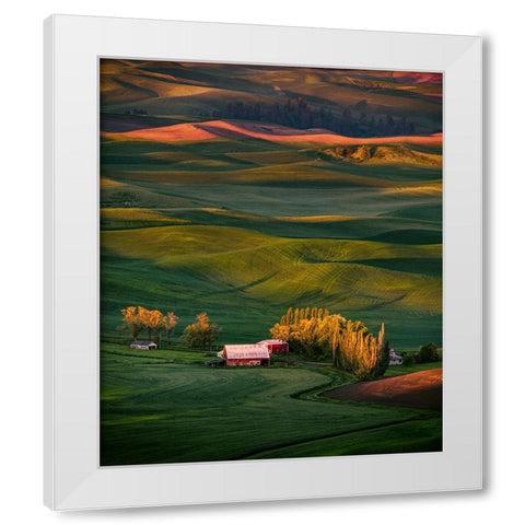 Wheat Field 3 White Modern Wood Framed Art Print by Sheng, Alice