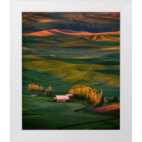 Wheat Field 3 White Modern Wood Framed Art Print by Sheng, Alice