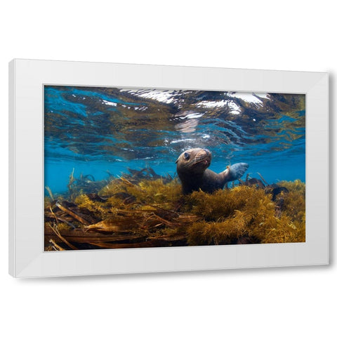 Visiting Sea Lions White Modern Wood Framed Art Print by Narchuk, Andrey