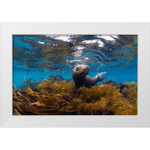 Visiting Sea Lions White Modern Wood Framed Art Print by Narchuk, Andrey