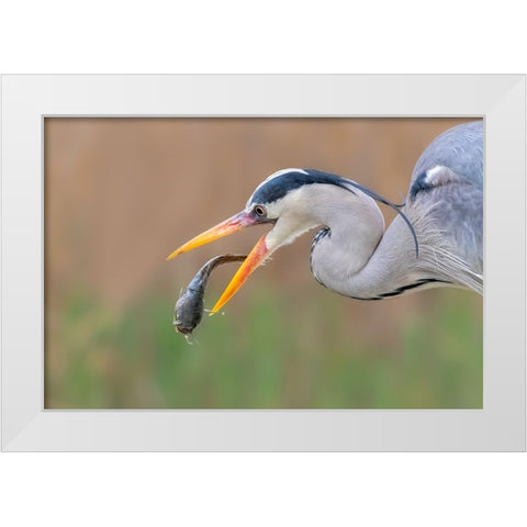 Gotcha White Modern Wood Framed Art Print by Zuo, Jun