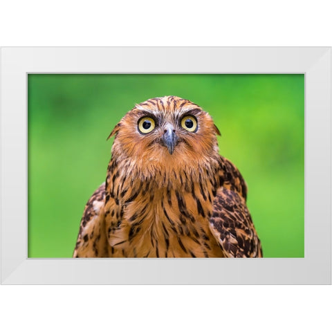Buffy Fish Owl Potrait White Modern Wood Framed Art Print by Lip Mun, Chong
