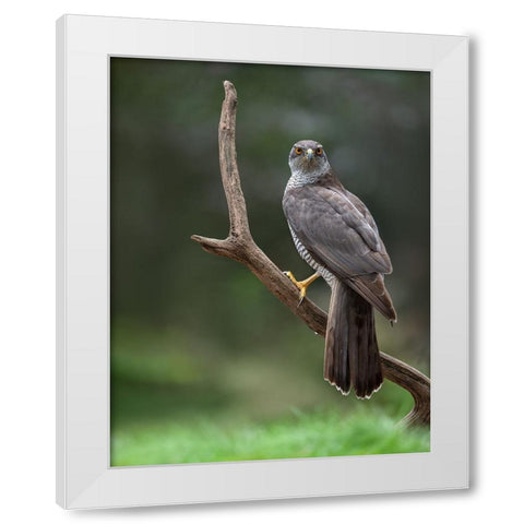 Goshawk White Modern Wood Framed Art Print by Rand, Larissa