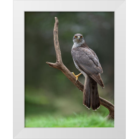 Goshawk White Modern Wood Framed Art Print by Rand, Larissa