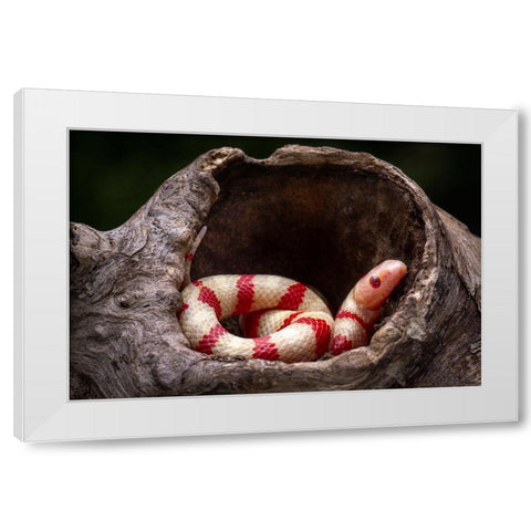 Red And White Snake White Modern Wood Framed Art Print by Setiadi, Ajar