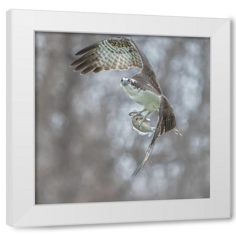 N/A White Modern Wood Framed Art Print by Li, Alex