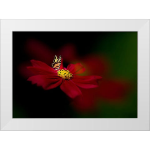 Butterfly Love Flower White Modern Wood Framed Art Print by Ren, Yuzheng