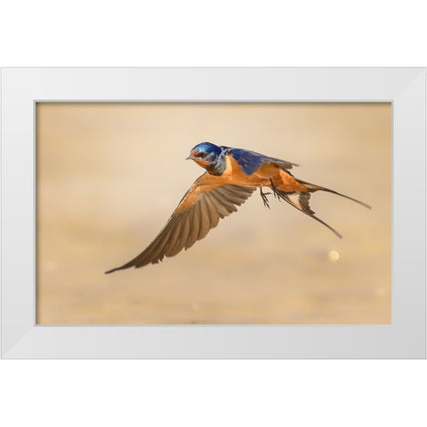 Barn Swallow White Modern Wood Framed Art Print by Elkahlawi, Ahmed