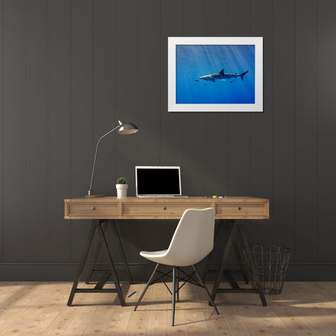 Under A Ray Of Sunlight White Modern Wood Framed Art Print by Abreu, Fernando