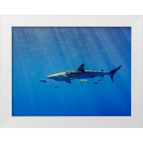 Under A Ray Of Sunlight White Modern Wood Framed Art Print by Abreu, Fernando