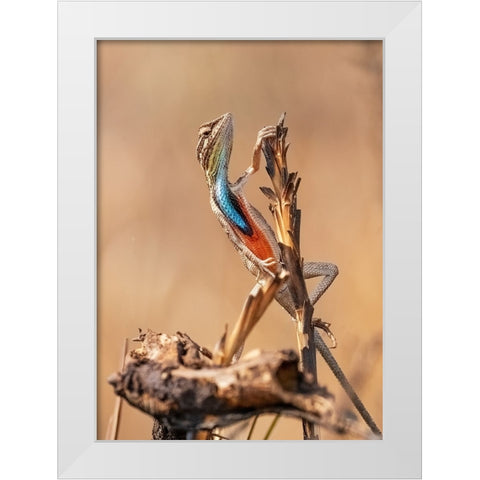 Fan-Throated Lizard In Concert! White Modern Wood Framed Art Print by Dhanorkar, Saurabh