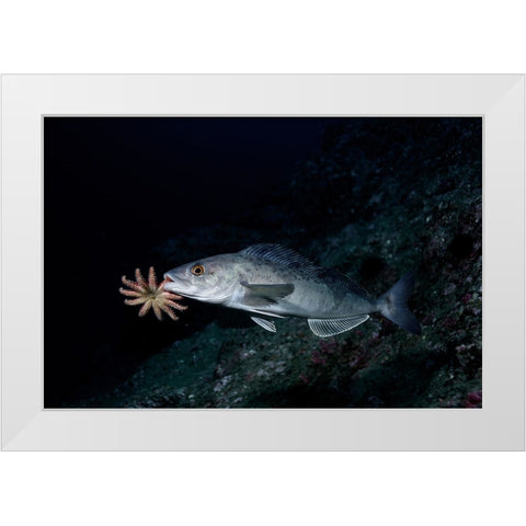 Atka Mackerel Father White Modern Wood Framed Art Print by Ichinoseki, Sayaka