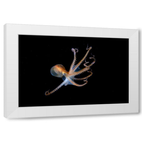 Juvenile North Pacific Giant Octopus White Modern Wood Framed Art Print by Ichinoseki, Sayaka