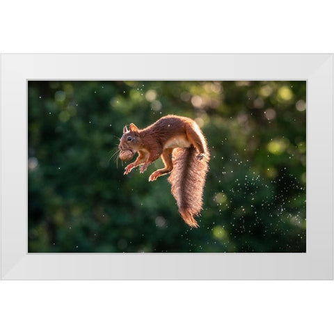 Lavitating Squirrel White Modern Wood Framed Art Print by Colemont, Niki