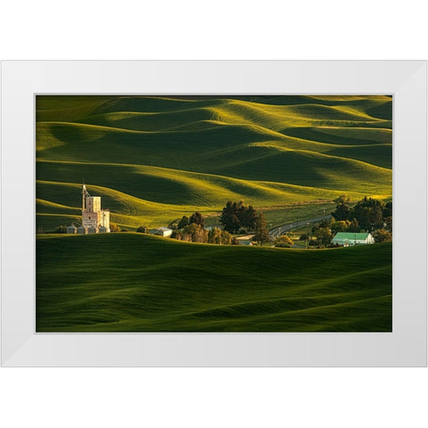 Palouse Wheat Fields White Modern Wood Framed Art Print by Dickau, Kristel