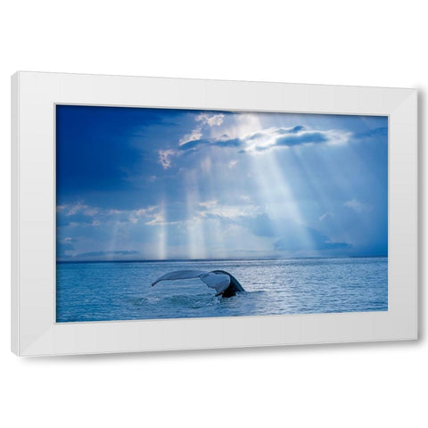 Whale And Sun Rays White Modern Wood Framed Art Print by Costina, Mircea