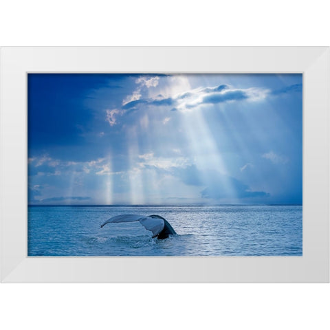 Whale And Sun Rays White Modern Wood Framed Art Print by Costina, Mircea
