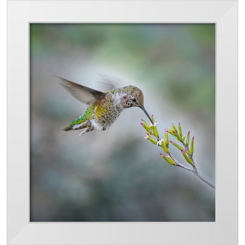 Small Hummingbird And Tiny Flower White Modern Wood Framed Art Print by Huang, Xiaojian