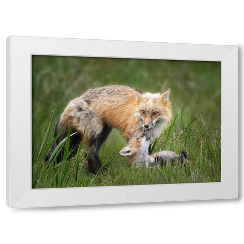 Foxes White Modern Wood Framed Art Print by Ji, Shirley
