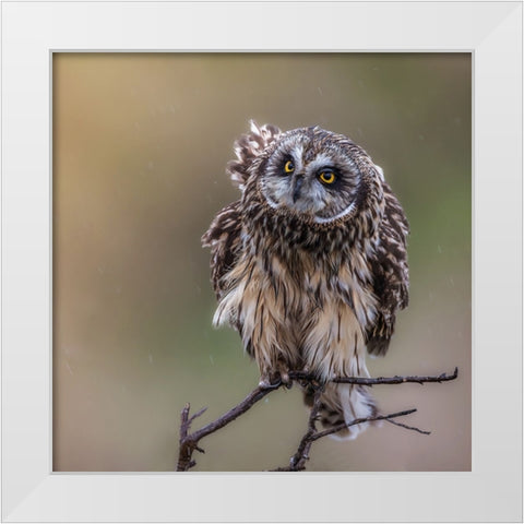 N/A White Modern Wood Framed Art Print by Taksing