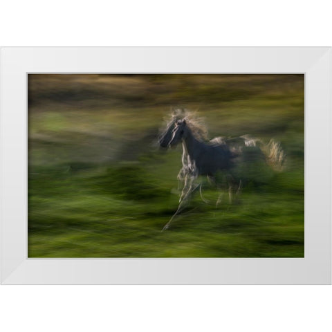 Galloping White Modern Wood Framed Art Print by Malovrh, Milan