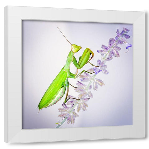 Praying Mantis On Russian Sage White Modern Wood Framed Art Print by Murphy, Benton