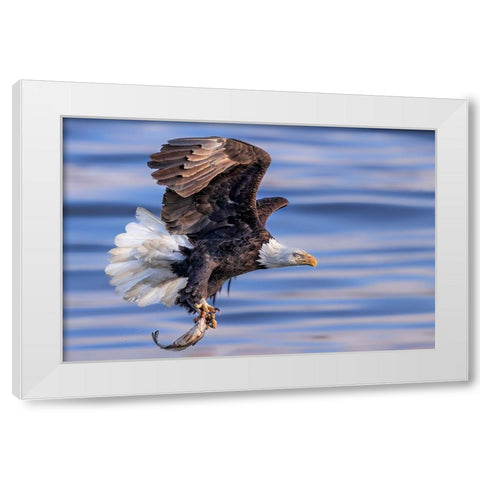 ItS My Dinner White Modern Wood Framed Art Print by Zuo, Jun