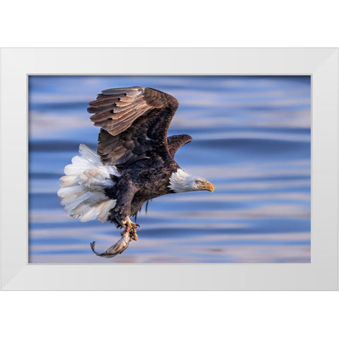 ItS My Dinner White Modern Wood Framed Art Print by Zuo, Jun