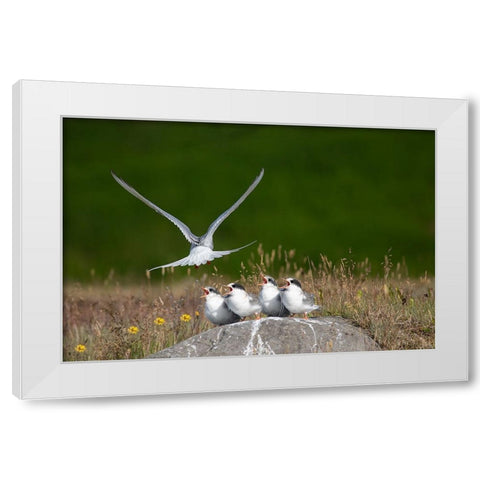 Life White Modern Wood Framed Art Print by Khrbawe, Ayman