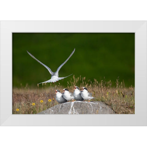 Life White Modern Wood Framed Art Print by Khrbawe, Ayman