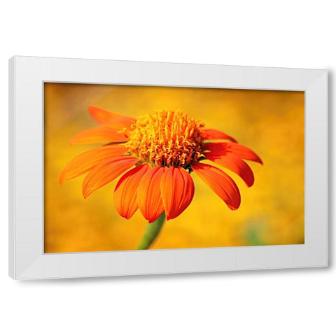 Orange White Modern Wood Framed Art Print by Bencic, Bojan