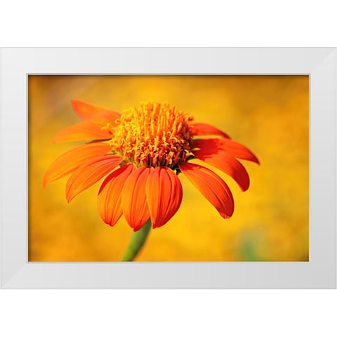 Orange White Modern Wood Framed Art Print by Bencic, Bojan