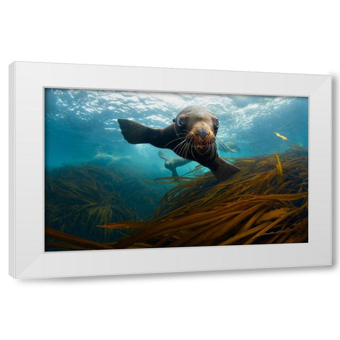 Young Lion White Modern Wood Framed Art Print by Narchuk, Andrey