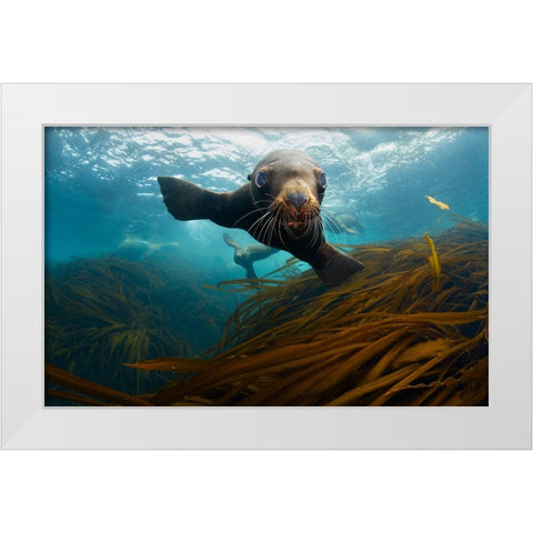 Young Lion White Modern Wood Framed Art Print by Narchuk, Andrey