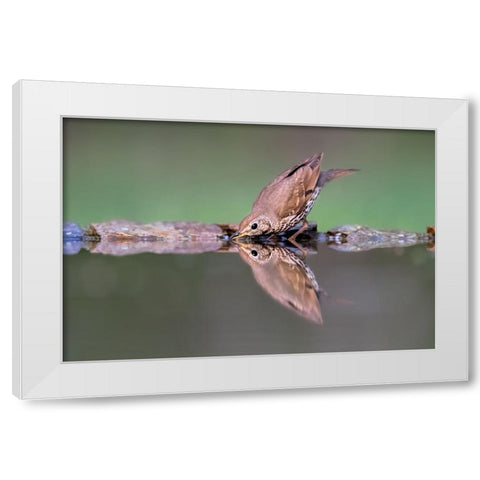 Drinking White Modern Wood Framed Art Print by Zuo, Jun