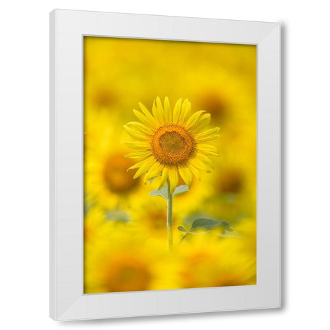Yellow Sun White Modern Wood Framed Art Print by Suzuki, Takashi