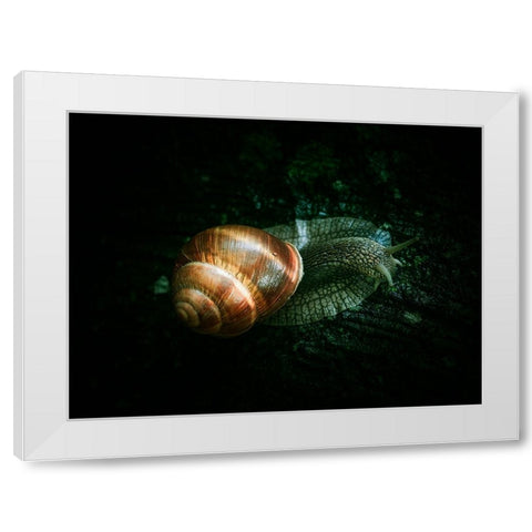 Buddy White Modern Wood Framed Art Print by Trosic, Dragan