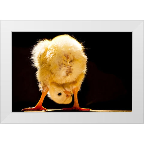 Funny chick White Modern Wood Framed Art Print by Meligy, Bassant