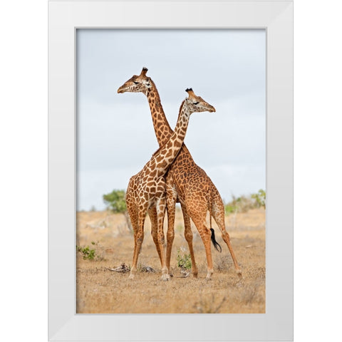 Necks White Modern Wood Framed Art Print by Pozzi, Marco