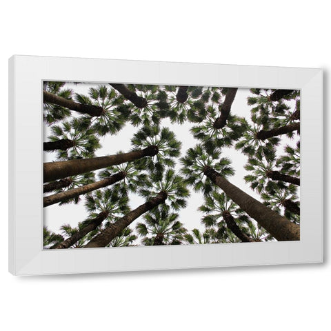 Trees White Modern Wood Framed Art Print by Dogu Sayli, Umut