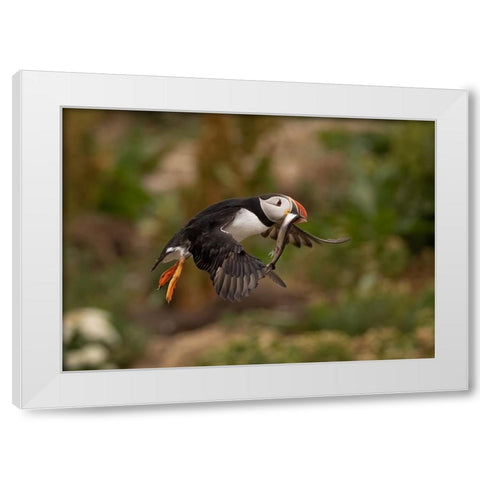 Return From Fishing White Modern Wood Framed Art Print by Xu, Tony